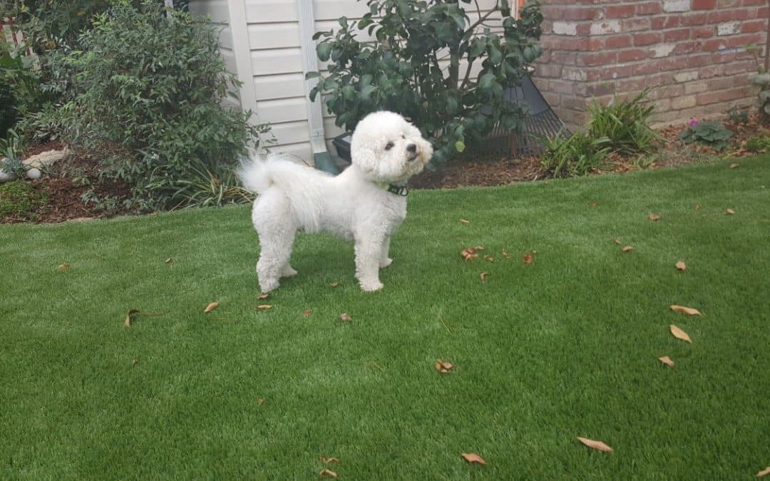 Pet Owners Have Artificial Turf Installed So Pets Can Roam Freely