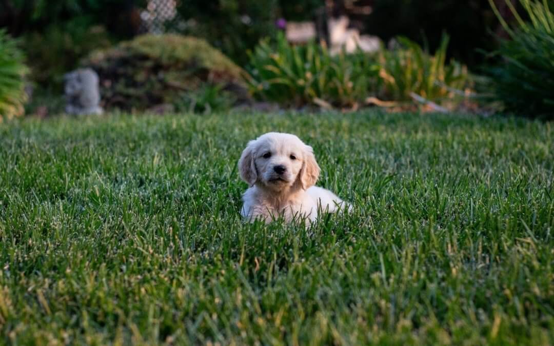 Keep Your Pets Clean During Backyard Playtimes With the Best Artificial Grass Installer in Manteca