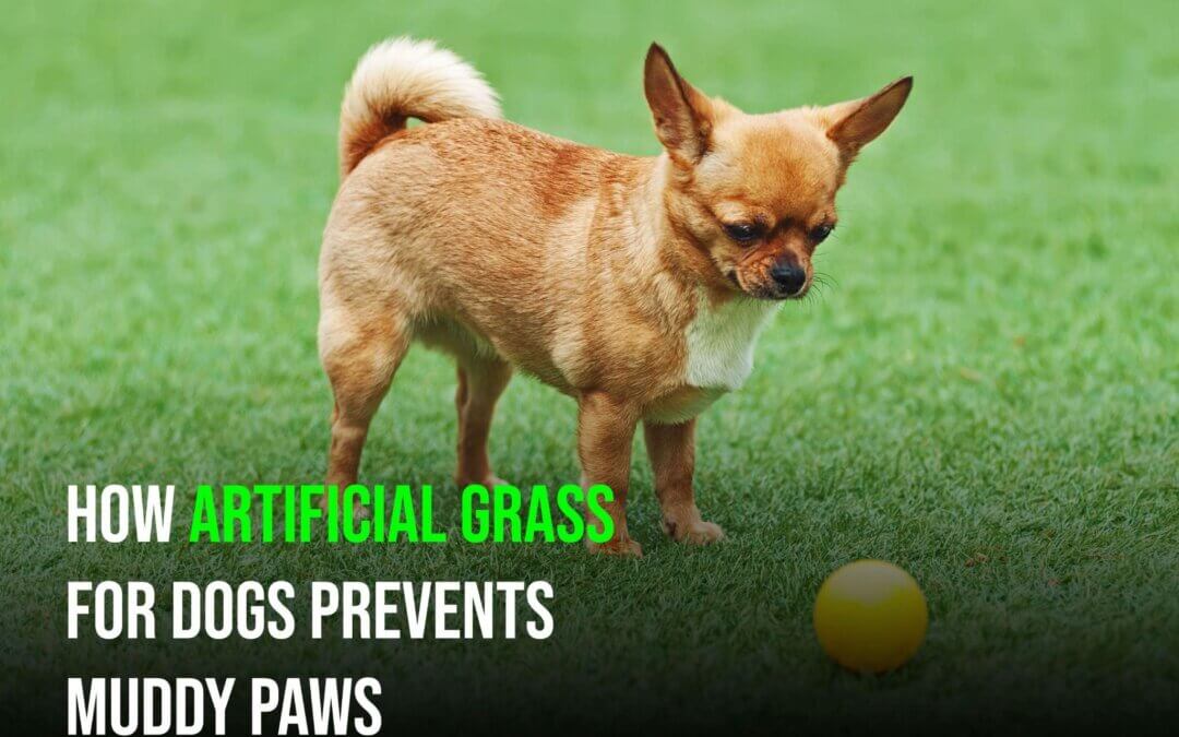 How Does Artificial Grass for Dogs in Manteca Prevent Muddy Paw Prints?