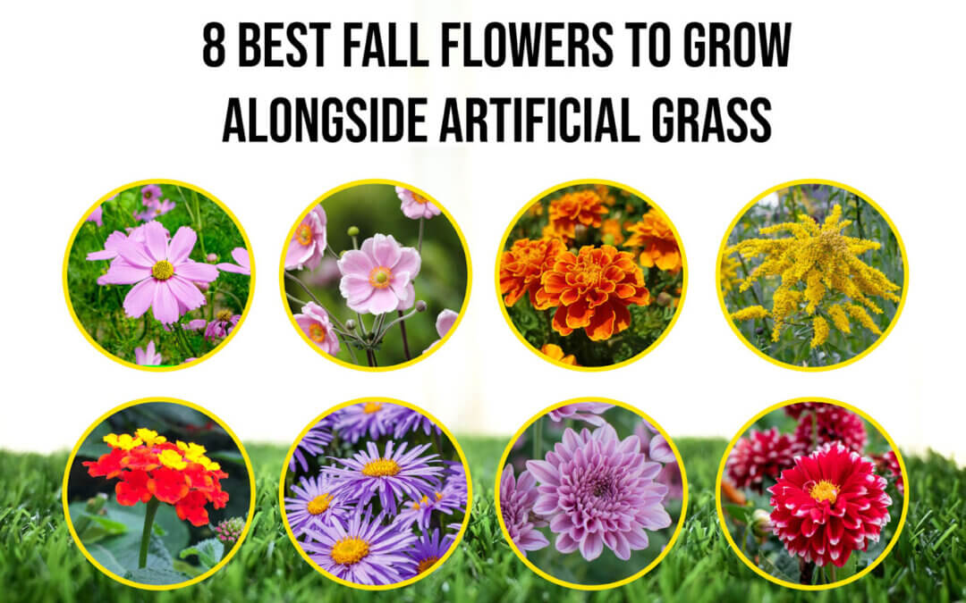 8 Stunning Autumn Flowers to Grow Near or Around Artificial Grass in Manteca