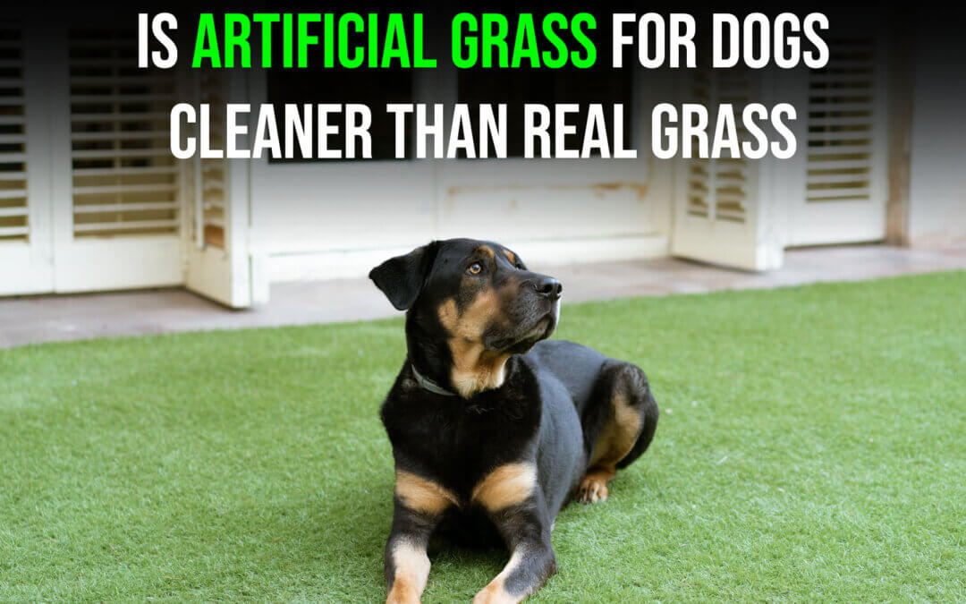 Why Artificial Grass for Dogs in Manteca Is More Sanitary Than Real Grass