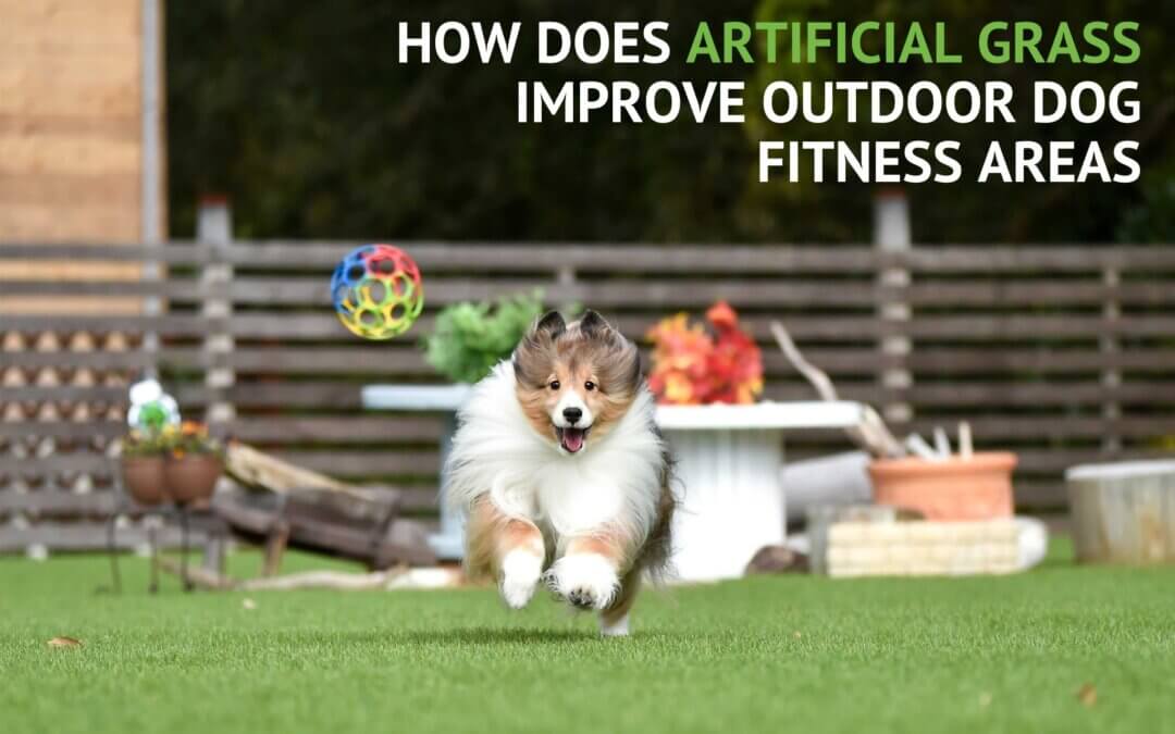 How Does Artificial Grass Improve Outdoor Dog Fitness Areas - manteca